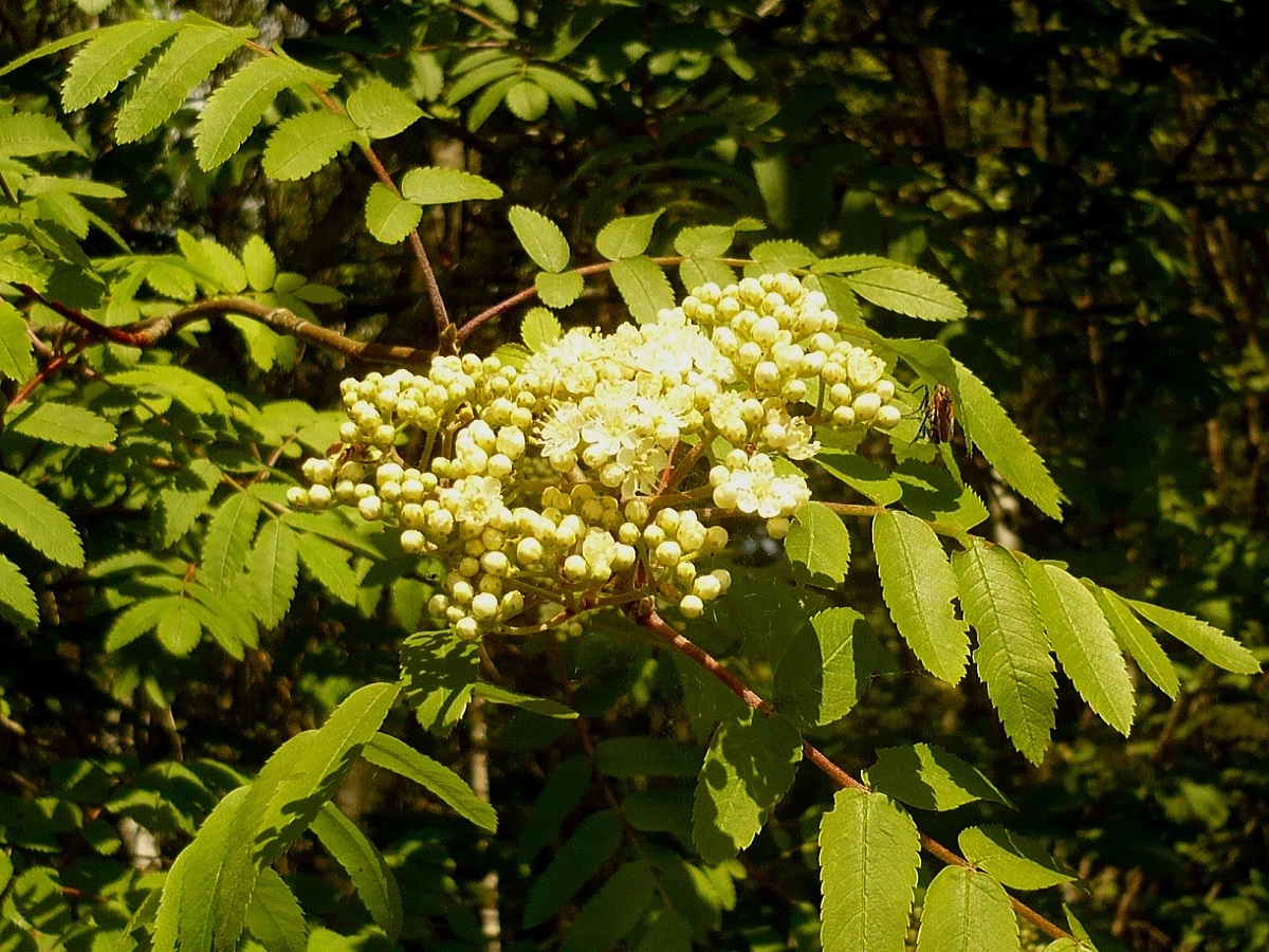 Sorbus aucuparia subsp. aucuparia (Rosaceae)